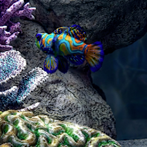 images/progetti/acquario/image04.jpg